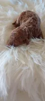 Male Mini Goldendoodle #1, a male Miniature Goldendoodle for sale in Montgomery, MI – 2 of 4