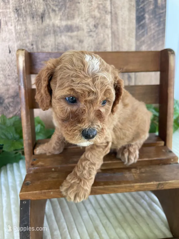 Mr. Whaler – Miniature Goldendoodle puppy on hold in Montgomery, MI