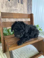 Miss Warbler, a female Miniature Goldendoodle for sale in Montgomery, MI – 9 of 9