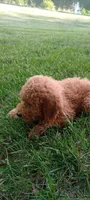 Peter, a male Miniature Goldendoodle for sale in Montgomery, MI – 2 of 6