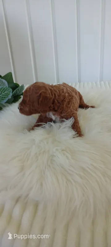 Lotus – Miniature Goldendoodle puppy for sale in Montgomery, MI
