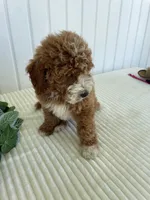 Rose, a female Miniature Goldendoodle for sale in Montgomery, MI – 7 of 10