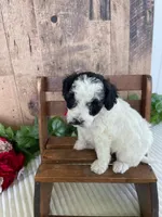 Miss Weaver, a female Miniature Goldendoodle for sale in Montgomery, MI – 8 of 10