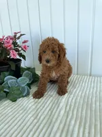Timber, a male Miniature Goldendoodle for sale in Montgomery, MI – 8 of 9