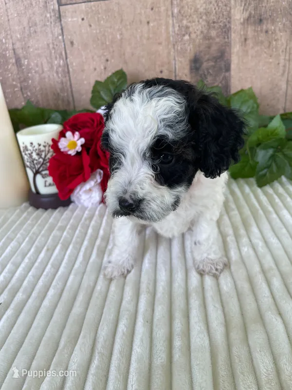 Miss Weaver – Miniature Goldendoodle puppy for sale in Montgomery, MI