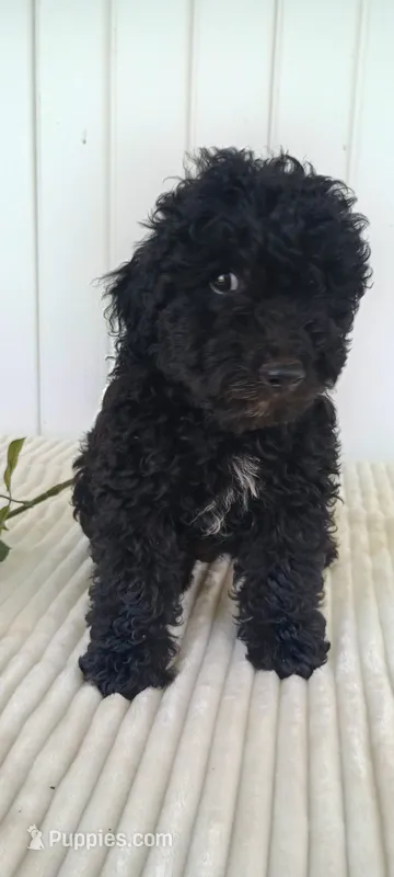 Miss Warbler – Miniature Goldendoodle puppy for sale in Montgomery, MI