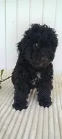 Miss Warbler, a female Miniature Goldendoodle for sale in Montgomery, MI – 1 of 10