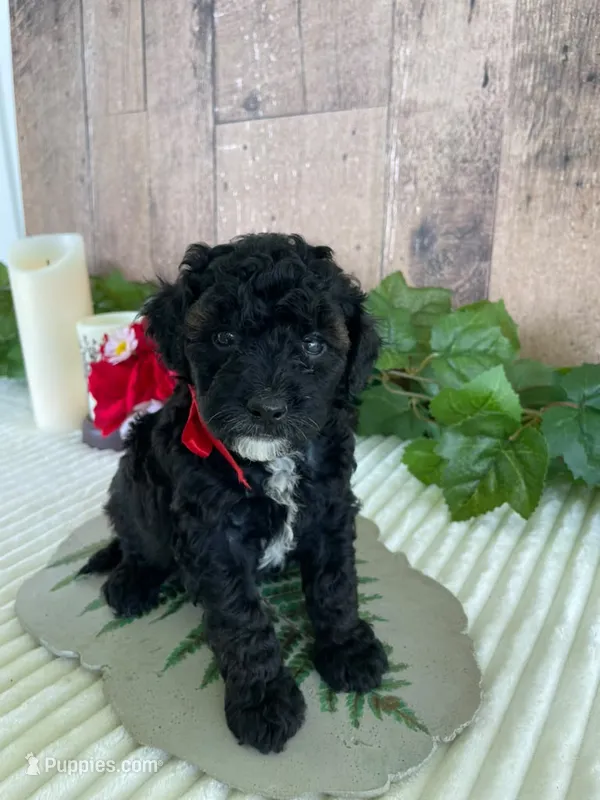 Miss Wafer – Miniature Goldendoodle puppy for sale in Montgomery, MI