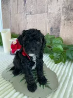 Miss Wafer, a female Miniature Goldendoodle for sale in Montgomery, MI – 1 of 7