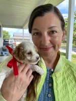 Miss Waffle, a female Miniature Goldendoodle for sale in Montgomery, MI – 7 of 8