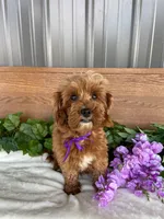 Miss Polly, a female Cavapoo and Poodle - Miniature  for sale in Montgomery, MI – 4 of 8