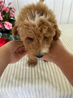 James , a male Miniature Goldendoodle for sale in Montgomery, MI – 2 of 10