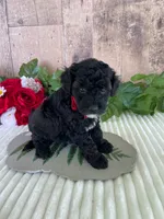 Miss Wafer, a female Miniature Goldendoodle for sale in Montgomery, MI – 5 of 7