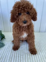 Martin, a male Miniature Goldendoodle for sale in Montgomery, MI – 6 of 8