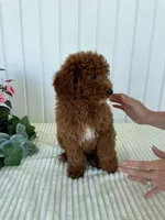 Martin, a male Miniature Goldendoodle for sale in Montgomery, MI – 2 of 8