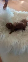 Male Mini Goldendoodle #2, a male Miniature Goldendoodle for sale in Montgomery, MI – 3 of 5