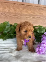 Miss Polly, a female Cavapoo and Poodle - Miniature  for sale in Montgomery, MI – 5 of 8