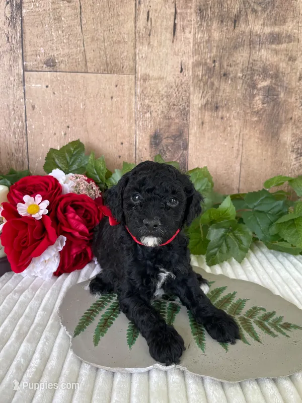 Miss Waxwing – Miniature Goldendoodle puppy for sale in Montgomery, MI