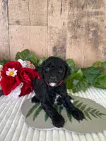 Miss Waxwing, a female Miniature Goldendoodle for sale in Montgomery, MI – 1 of 9