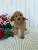 Thistle , a male Miniature Goldendoodle for sale in Montgomery, MI – 10 of 10