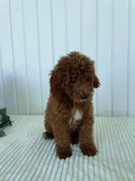 Martin, a male Miniature Goldendoodle for sale in Montgomery, MI – 8 of 8