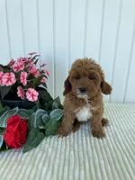 Daffodil, a female Miniature Goldendoodle for sale in Montgomery, MI – 7 of 10