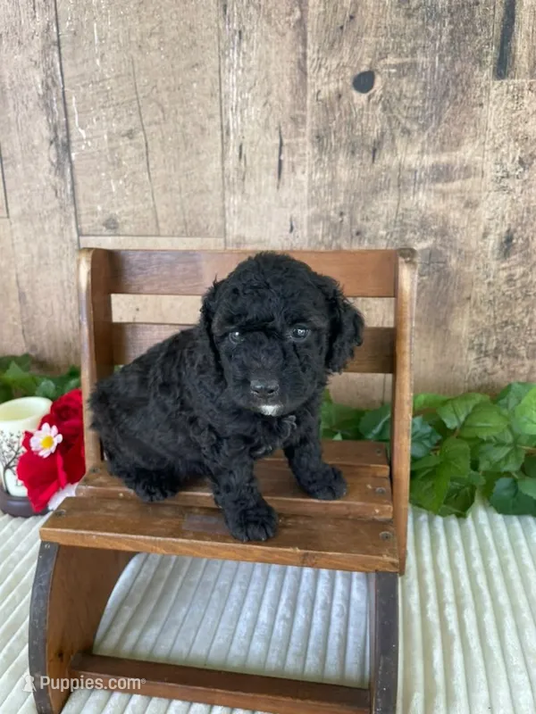 Mr. Wade – Miniature Goldendoodle puppy for sale in Montgomery, MI