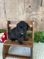 Mr. Wade, a male Miniature Goldendoodle for sale in Montgomery, MI – 1 of 2