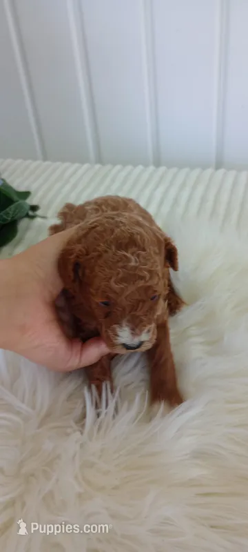 Cloudy – Miniature Goldendoodle puppy for sale in Montgomery, MI
