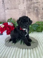 Miss Wafer, a female Miniature Goldendoodle for sale in Montgomery, MI – 4 of 7