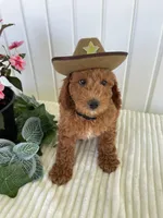 Timber, a male Miniature Goldendoodle for sale in Montgomery, MI – 5 of 9