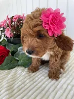 Daffodil, a female Miniature Goldendoodle for sale in Montgomery, MI – 2 of 10