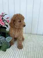 Columbus , a male Miniature Goldendoodle for sale in Montgomery, MI – 2 of 8