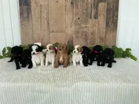Mr. Wade, a male Miniature Goldendoodle for sale in Montgomery, MI – 2 of 2