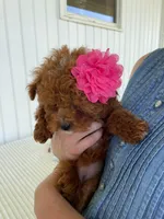 Ribbon, a female Miniature Goldendoodle for sale in Montgomery, MI – 5 of 9
