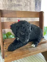 Miss Waxwing, a female Miniature Goldendoodle for sale in Montgomery, MI – 3 of 9