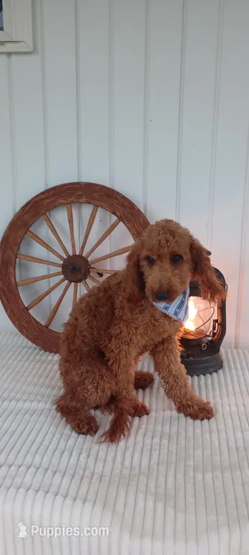Paul – Miniature Goldendoodle puppy for sale in Montgomery, MI