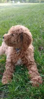 June, a female Miniature Goldendoodle for sale in Montgomery, MI – 3 of 8
