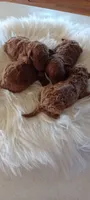 Male Mini Goldendoodle #3, a male Miniature Goldendoodle for sale in Montgomery, MI – 4 of 4