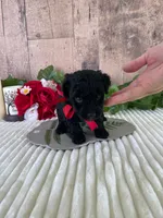 Miss Waves, a female Miniature Goldendoodle for sale in Montgomery, MI – 6 of 9