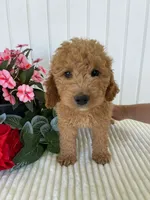 Thistle , a male Miniature Goldendoodle for sale in Montgomery, MI – 3 of 10