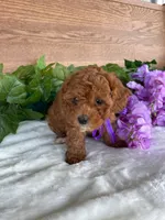 Miss Tulip, a female Cavapoo and Poodle - Miniature  for sale in Montgomery, MI – 5 of 8