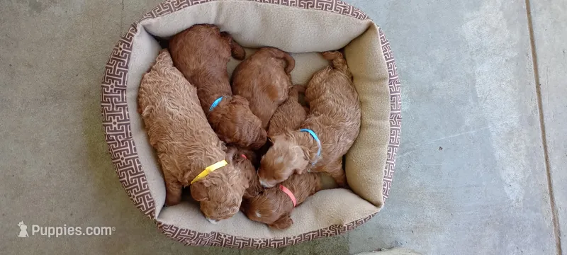 Jayden – Miniature Goldendoodle puppy for sale in Montgomery, MI