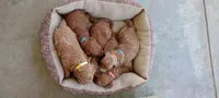 Jayden, a male Miniature Goldendoodle for sale in Montgomery, MI – 2 of 2