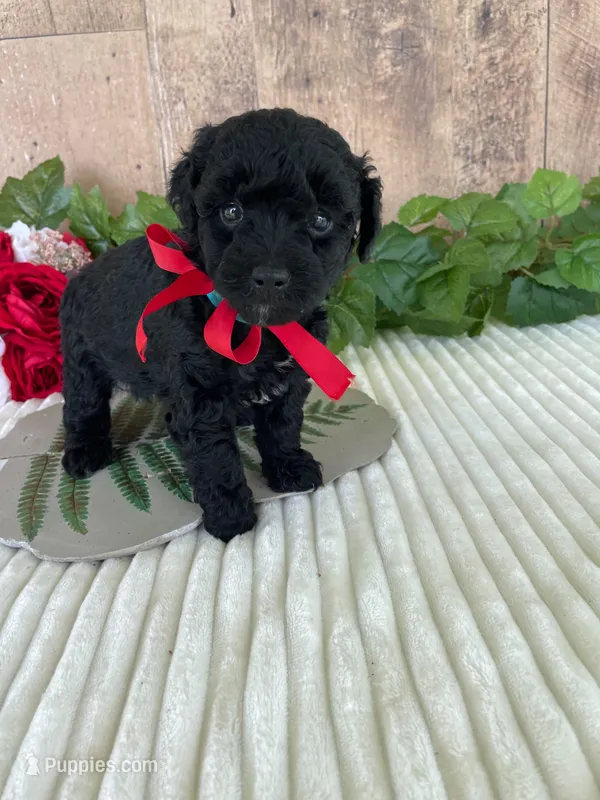 Miss Waves – Miniature Goldendoodle puppy for sale in Montgomery, MI