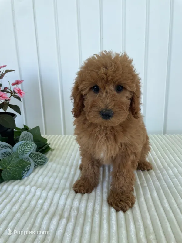 May – Miniature Goldendoodle puppy for sale in Montgomery, MI