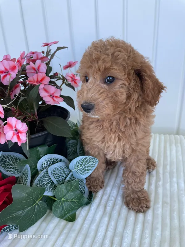 Columbus  – Miniature Goldendoodle puppy for sale in Montgomery, MI