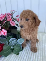 Columbus , a male Miniature Goldendoodle for sale in Montgomery, MI – 1 of 8