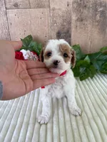 Miss Waffle, a female Miniature Goldendoodle for sale in Montgomery, MI – 4 of 8