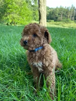 Miss Arlee, a female Cavapoo for sale in Montgomery, MI – 2 of 3